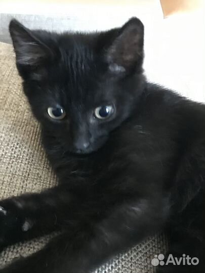 Черный котенок