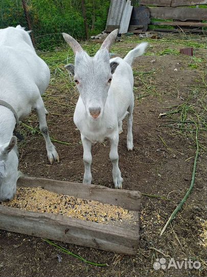 Козлик на племя