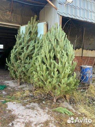 Ель новогодняя живая