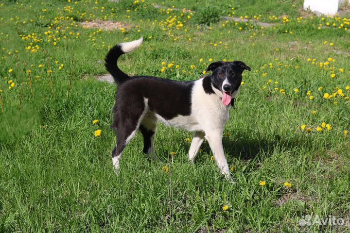 Яркая Айла стерилизована