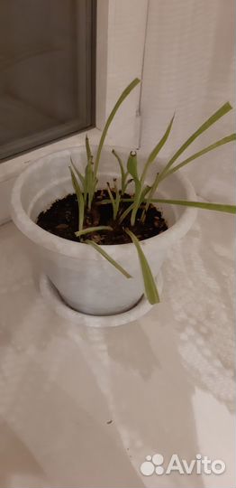 Хлорофитум в горшке, в дар