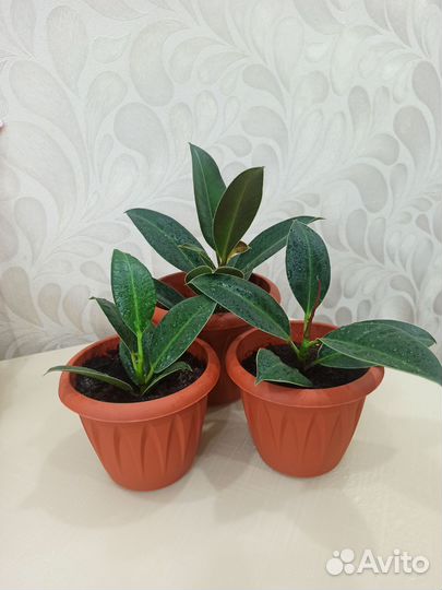 Фикус каучуконосный