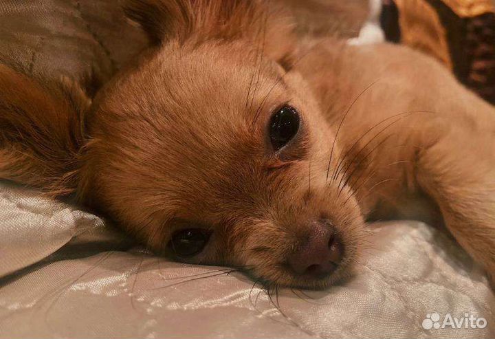 Вязка кобель чихуахуа