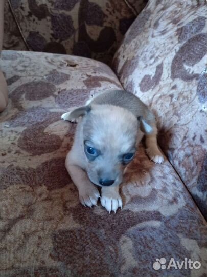 Той-терьер щенок девочка