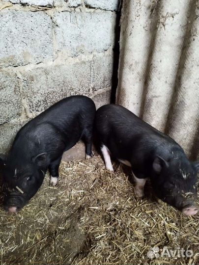 Вьетнамский вислобрюхий поросенок