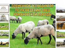 Закон о строительстве сарая для содержания птицы в тамбовской области