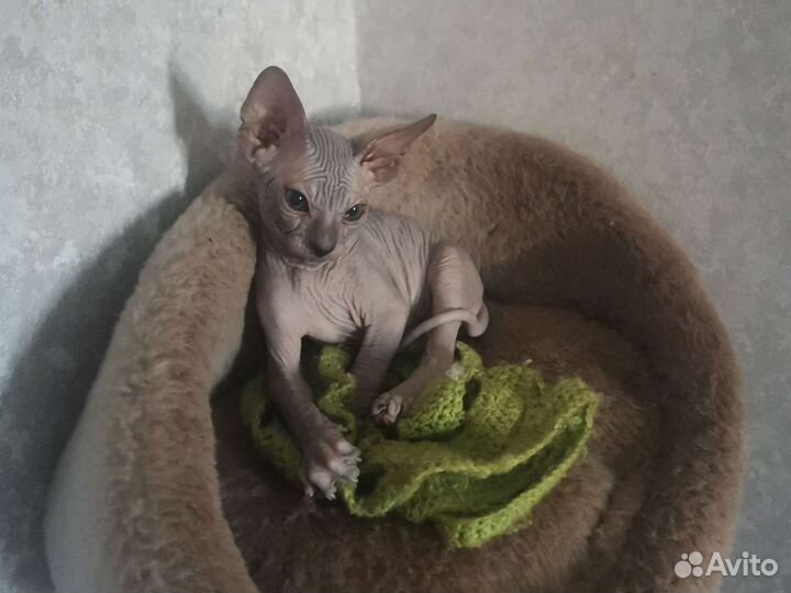 Канадский сфинкс котенок