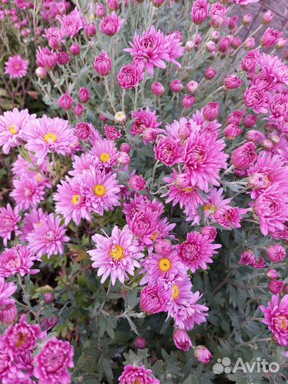 Хризантема