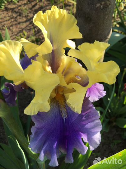 Ирисы