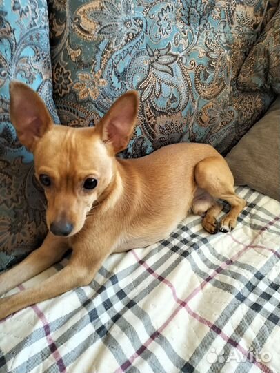 Мини тойтерьер