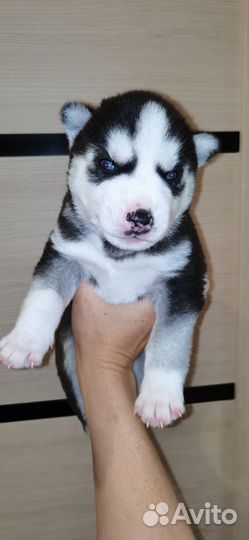 Щенки сибирский хаски
