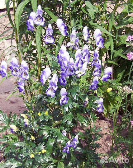 Многолетние цветы для сибири