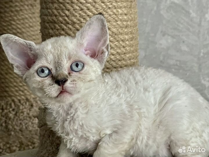 Голубоглазая кросотка