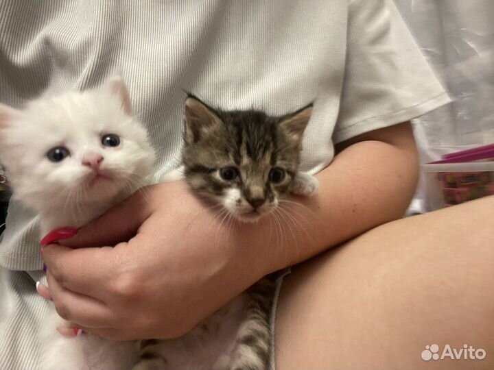 Котята в добрые руки