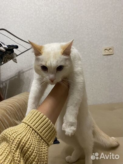 Кошка