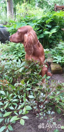 Щенки ирландский сеттер