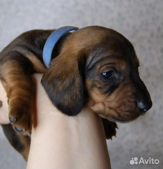 Щенки таксы