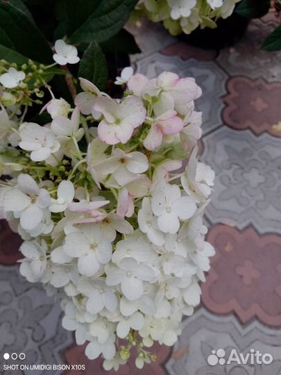 Гортензия
