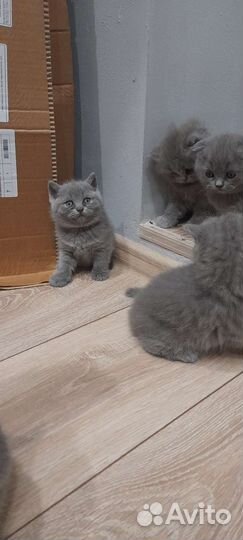 Шотландская вислоухая и прямоухая