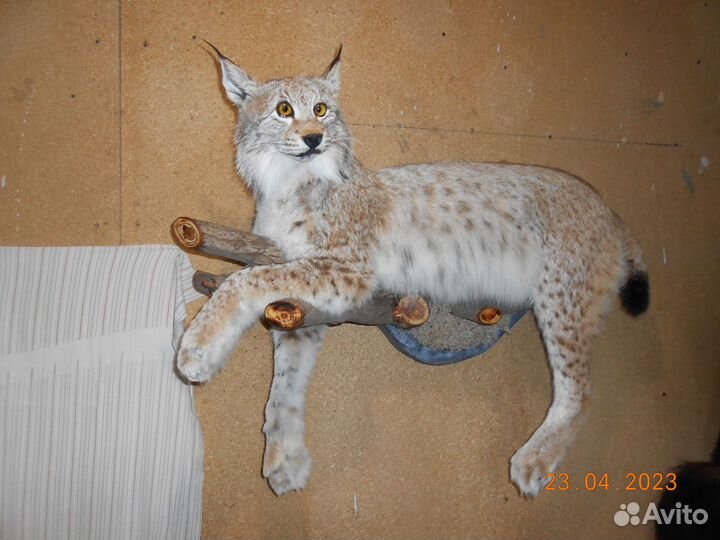 Чучело лисы