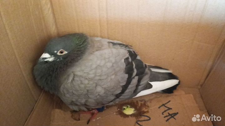 Почтовый голубь