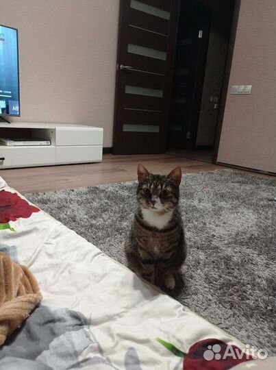 Кошка в дар бесплатно