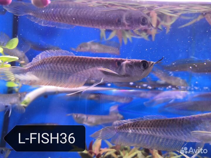 Рыбы для средних (от 100л.) и больших аквариумов