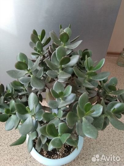 Кашпо IKEA Kardemumma, керамика