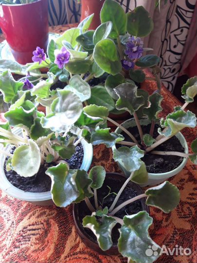 Комнатные цветы фиалки