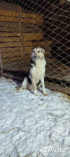 Собака девочка Мелисса