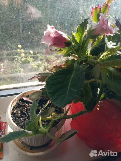 Декабрист шлюмбергера