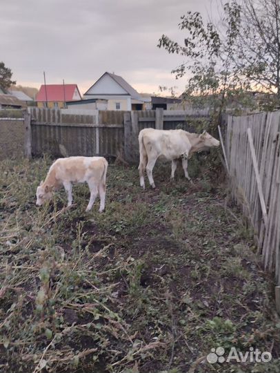 Корова дойная с теленком