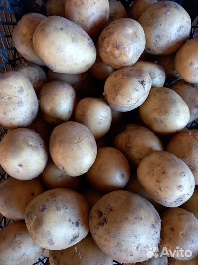 Продам картофель