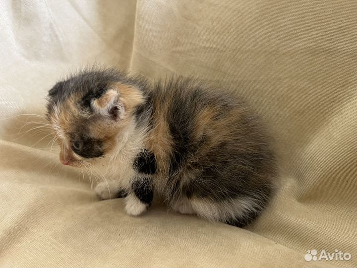 Котята с доставкой