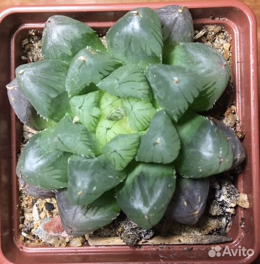 Детки суккулентов