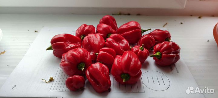 Перец Хабанеро