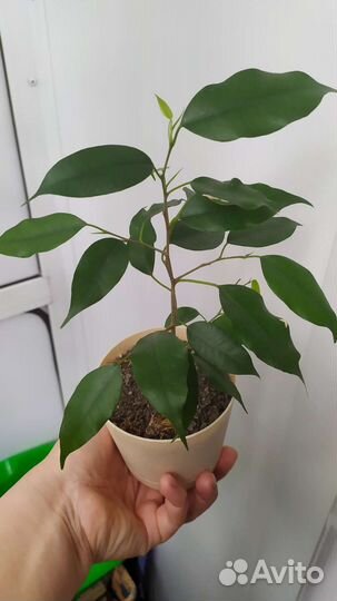 Фикус бенджамина