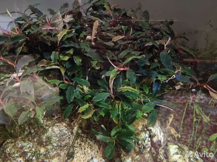 Буцефаландры