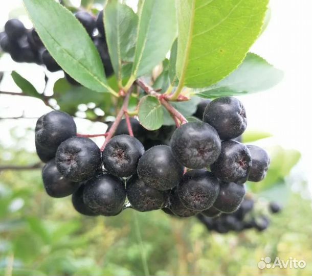 Черноплодная рябина ягоды Ярославская область