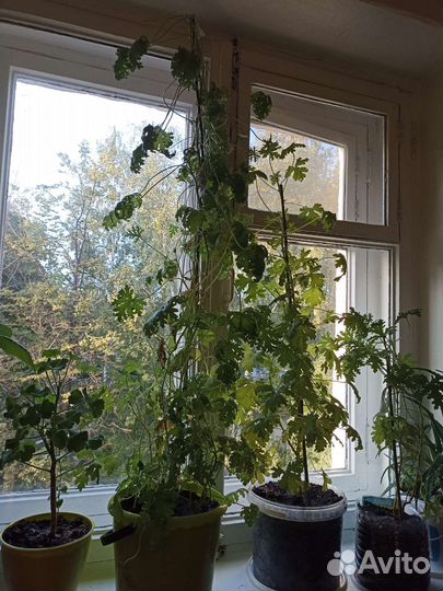 Пеларгония душистая