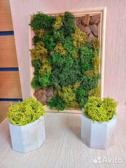 Картина из стабилизированного мха