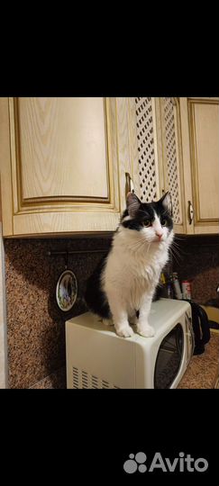 Отдам кота в добрые руки