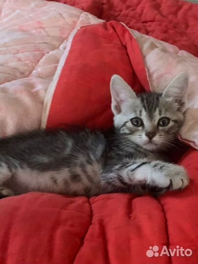 Барсик 1,5 мес