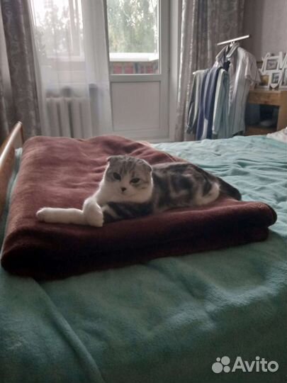 Шотландский кот вязка