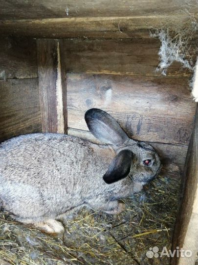 Кролик фландер