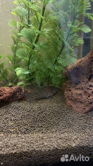 Аквариум 45л со всем содержимым