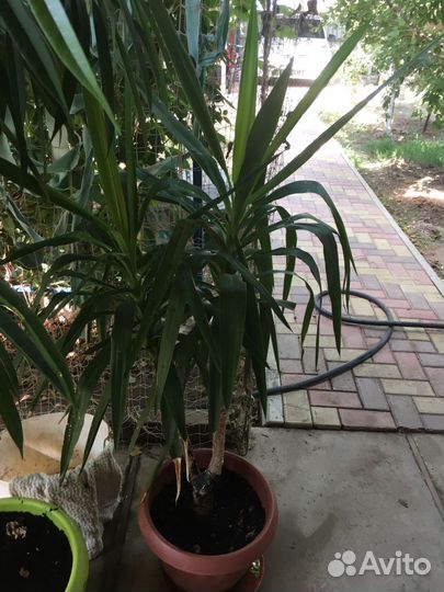 Пальма юкка