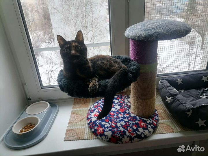 Когтеточка с гамаком лежанка подставка