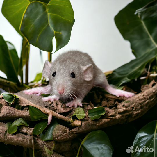 Уникальные крысята Дамбо, стандарт. Питомник