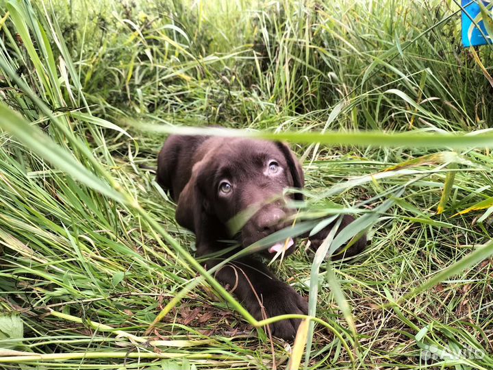 Щенки лабрадора